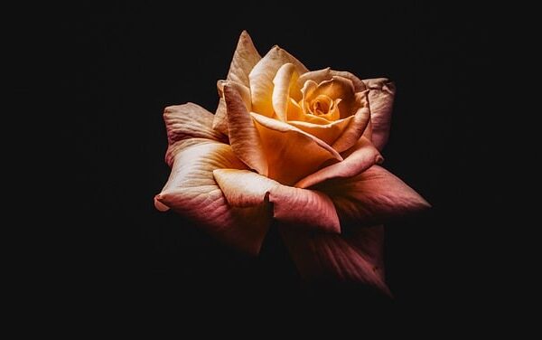 beauty-640x480-54654518.jpeg