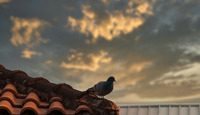 roofing inspection