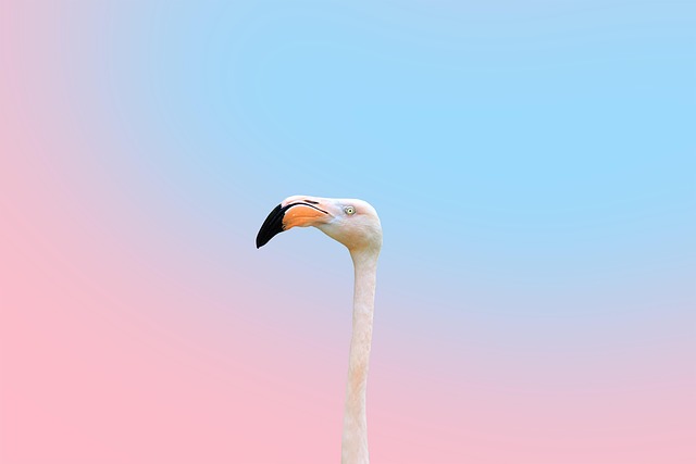 Beauty