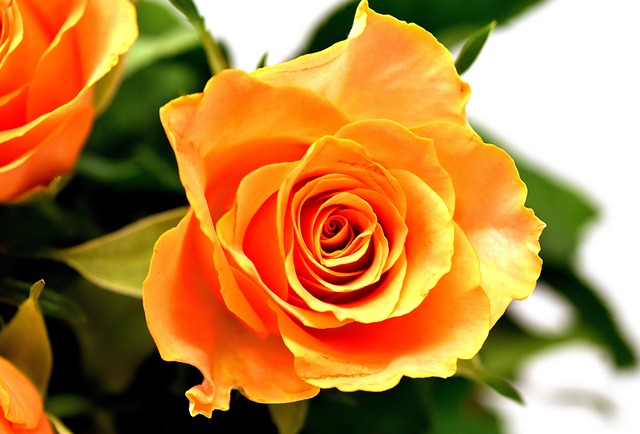 Beauty