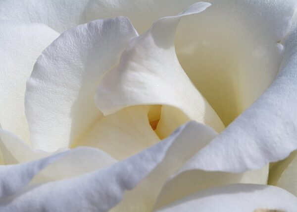beauty-640x480-45681054.jpeg