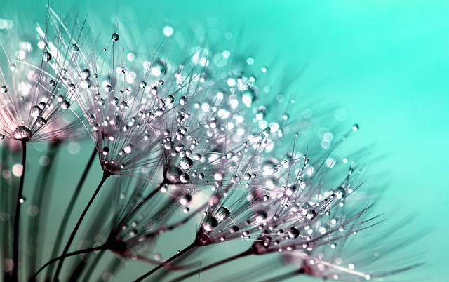 beauty-640x480-457695.jpeg